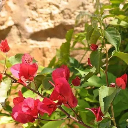 Casa Olivia *
